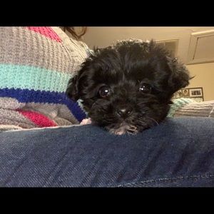 Meet your Posher, Daphanie